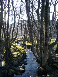 Beautiful stream and trees in the sunlight taken near Capel Curig Community Centre